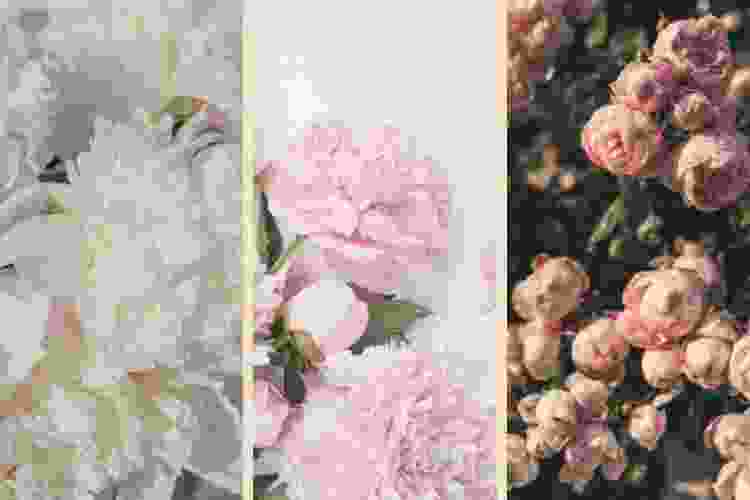 Hình Nền Hoa Hồng Nền Hoa Mẫu đơn Tải Về Miễn Phí Hình ảnh hoa mẫu đơn nền  màu hồng hoa mẫu đơn nền hoa 3d Sáng Tạo Từ Lovepik