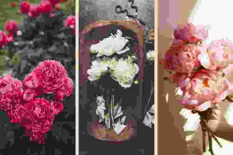 Peony wallpaper | Mẫu đơn, Hoa mẫu đơn, Hình nền hoa