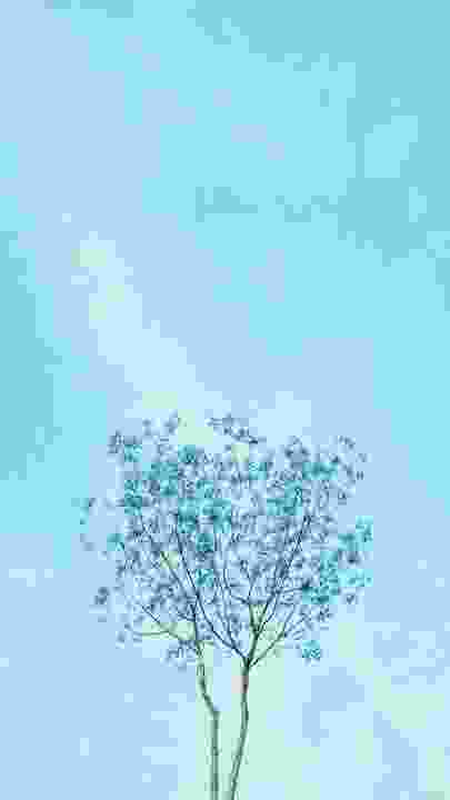 99 hình nền màu xanh lá cây  background xanh lá cho máy tính