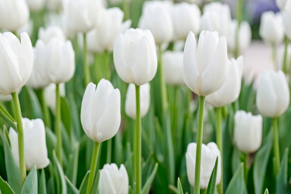 hình nền hoa tulip cho điện thoại