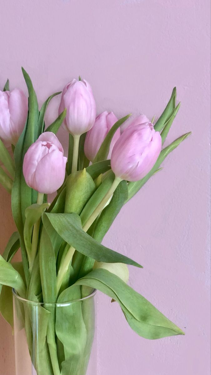 60+ Hình ảnh hoa Tulip cực đẹp, ý nghĩa nhất cho điện thoại, máy tính |  Flower aesthetic, Pink tulips, Pretty flowers