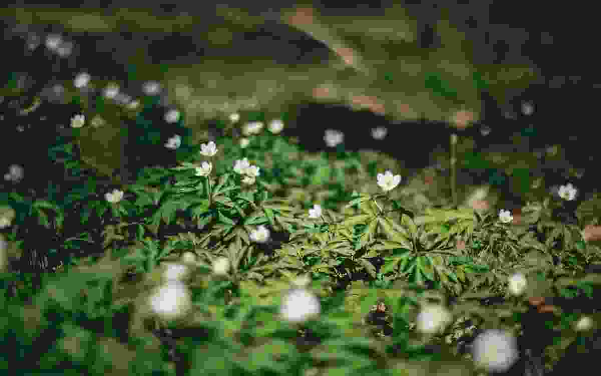 Màu Xanh Lá Cây Mùa Xuân Bồ Công Anh Hoa Hình Nền Cho Tải Về Miễn Phí -  Pngtree