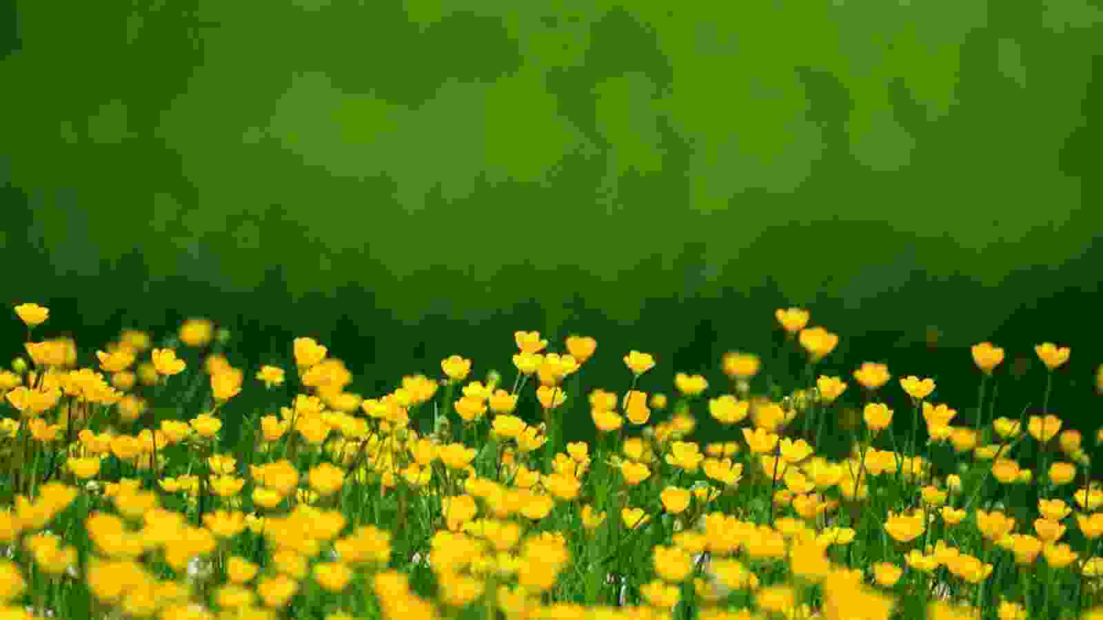 Hình nền đồng Cỏ Hoa Cây Mùa Xuân Phim Hoạt Hình Thiên Nhiên Phong Cảnh Nền  Quảng Cáo, Mùa Xuân, Phong Cảnh, Thiên Nhiên Background Vector để tải xuống  miễn phí -