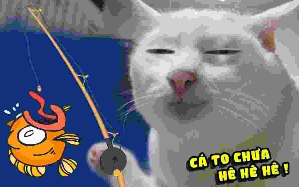 Bộ hình nền meme Mèo Đường Tăng “thỉnh cá” cực cute