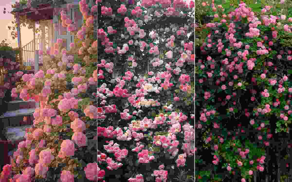 Top 100+ ảnh hoa đẹp làm hình nền điện thoại Full HD, 4K