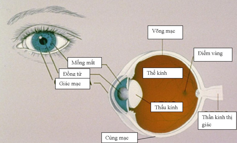Bảo mật mống mắt (ảnh 4)