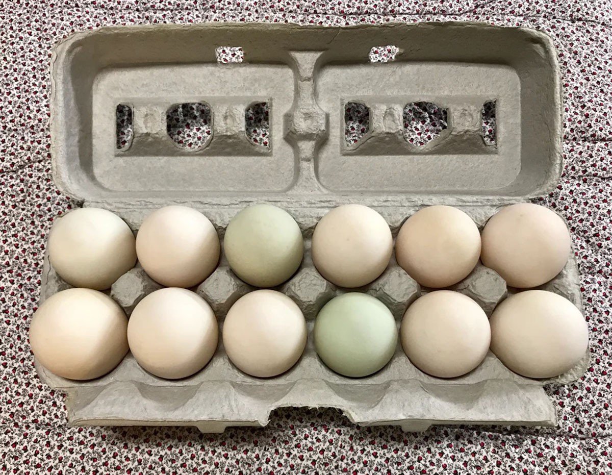 Trứng vịt bao nhiêu calo là câu hỏi của nhiều người giảm cân