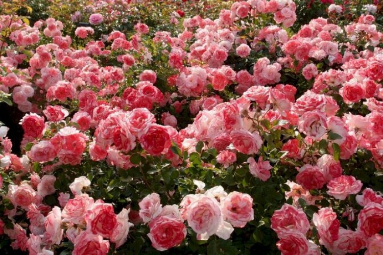 Tổng hợp 100+ hình ảnh, hình nền hoa hồng đẹp nhất