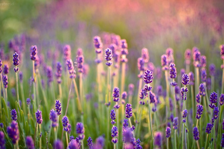 Hình nền hoa lavender cho điện thoại AmiA | Hình nền hoa lav… | Flickr
