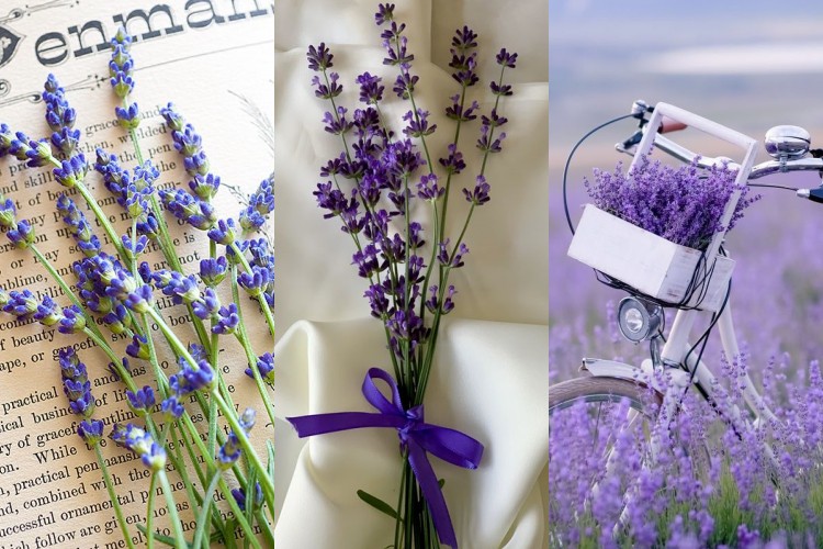 Hình ảnh, hình nền hoa oải hương, hoa lavender đẹp nhất | VFO.VN