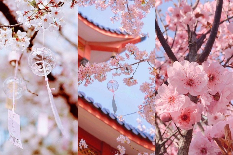 Nền Hình Nền điện Thoại Hoa Anh đào Hồng Lãng Mạn Mùa Xuân Theo Chiều Dọc  Và Hình ảnh Để Tải Về Miễn Phí - Pngtree