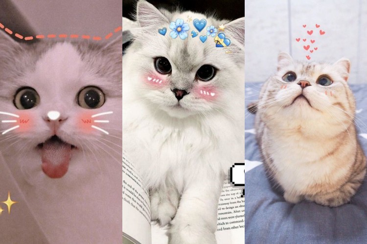 79+ Hình vẽ sticker mèo cute, cực đáng yêu xinh xắn được ưa thích nhất hiện  nay