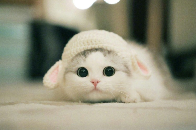Hình nền mèo cho điện thoại cute, đáng yêu, đẹp nhất