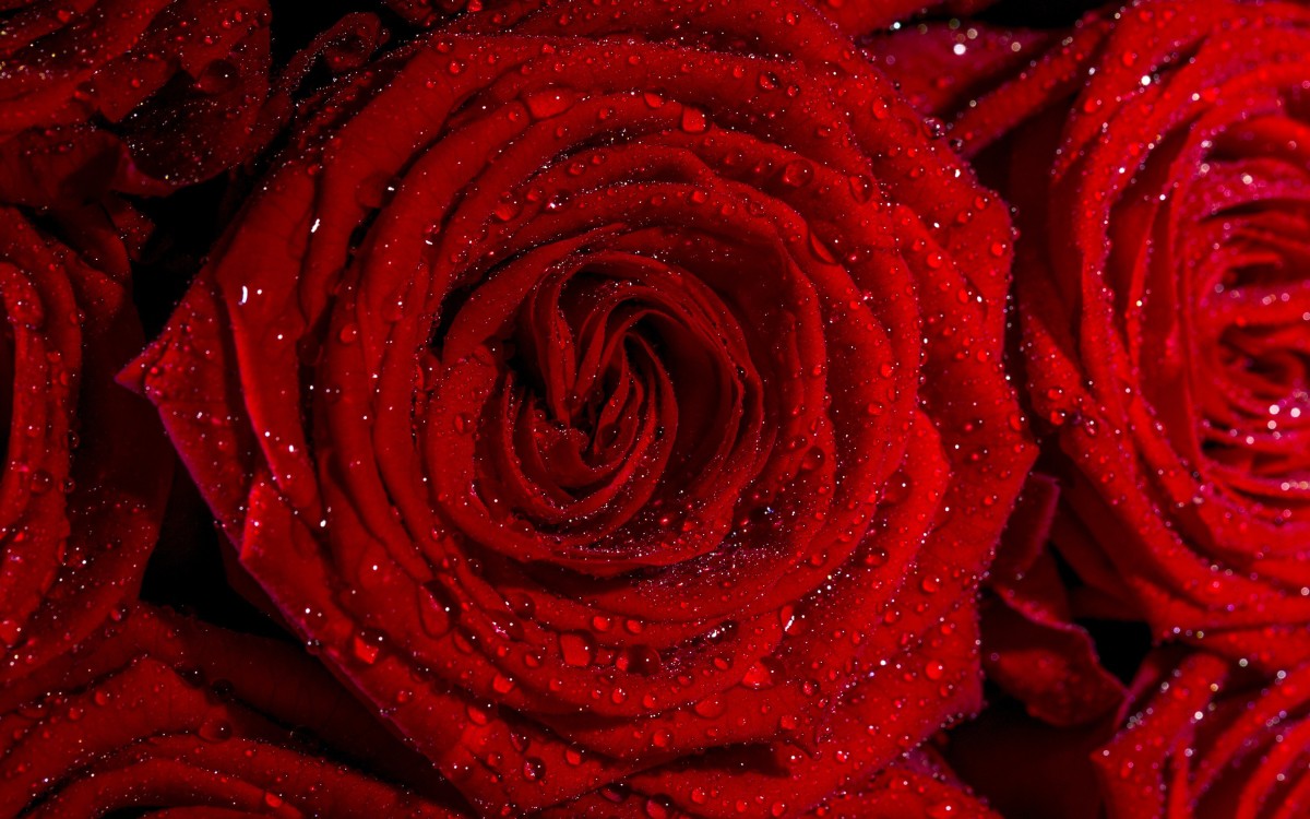 Hình nền máy tính hoa hồng đỏ 1
