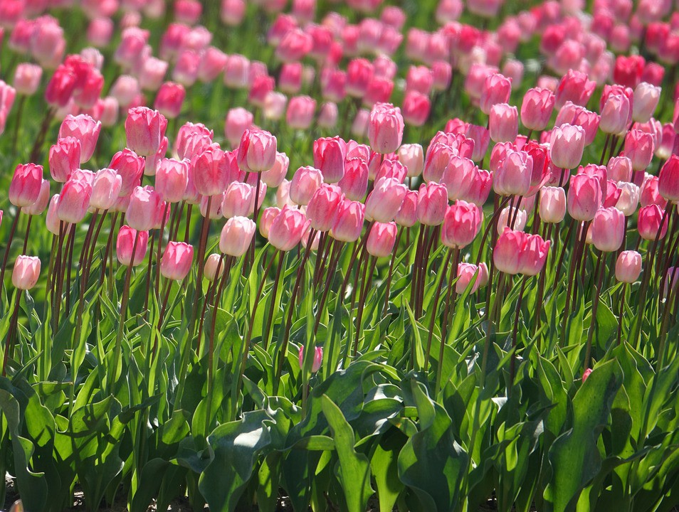Hoa tulip trắng có ý nghĩa gì? Tìm hiểu ý nghĩa hoa tulip theo từng màu sắc khác nhau 2