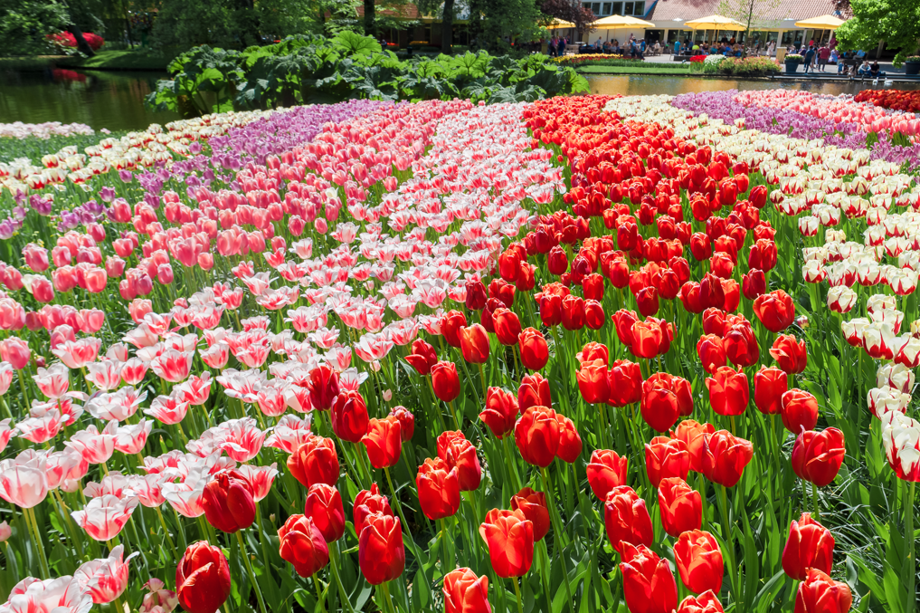 Hoa tulip trắng có ý nghĩa gì? Tìm hiểu ý nghĩa hoa tulip theo từng màu sắc khác nhau 1