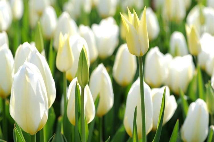 Hoa tulip trắng có ý nghĩa gì? Tìm hiểu ý nghĩa hoa tulip theo từng màu sắc khác nhau 3