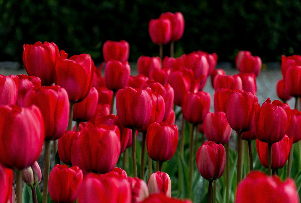 Hoa tulip trắng có ý nghĩa gì? Tìm hiểu ý nghĩa hoa tulip theo từng màu sắc khác nhau 4