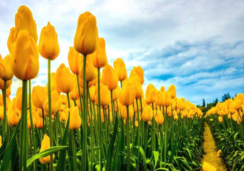 Hoa tulip trắng có ý nghĩa gì? Tìm hiểu ý nghĩa hoa tulip theo từng màu sắc khác nhau 5
