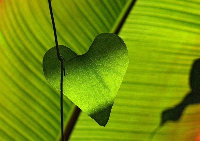 Trái tim màu xanh lá cây