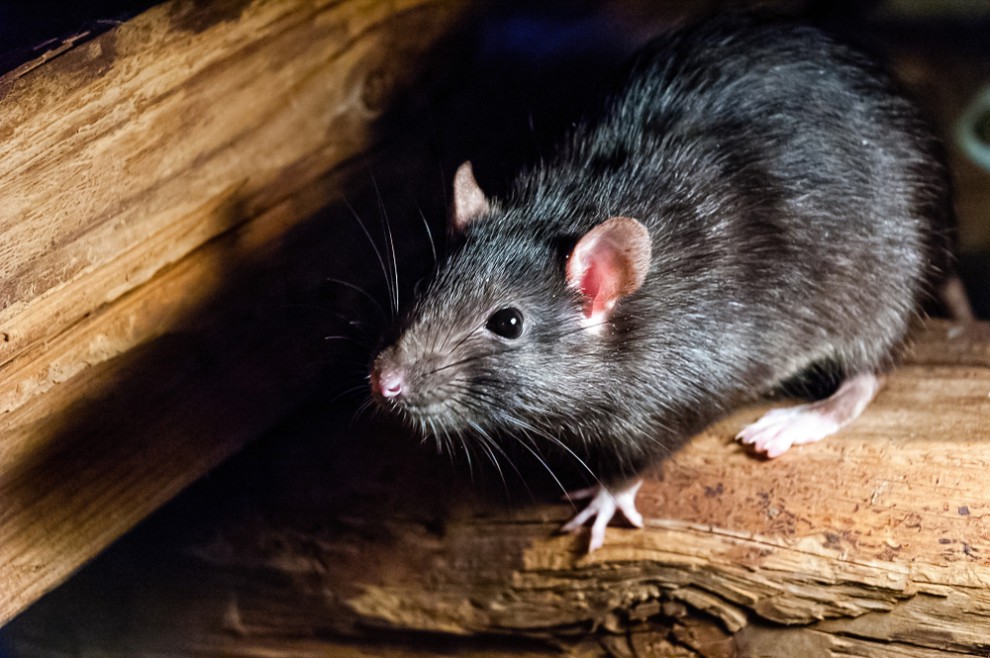 Long não đuổi chuột có an toàn không? Những cách đuổi chuột bằng long não hiệu quả nhất hiện nay 4