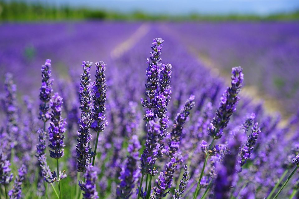 Hoa Lavender có ở nhiều quốc gia trên thế giới.