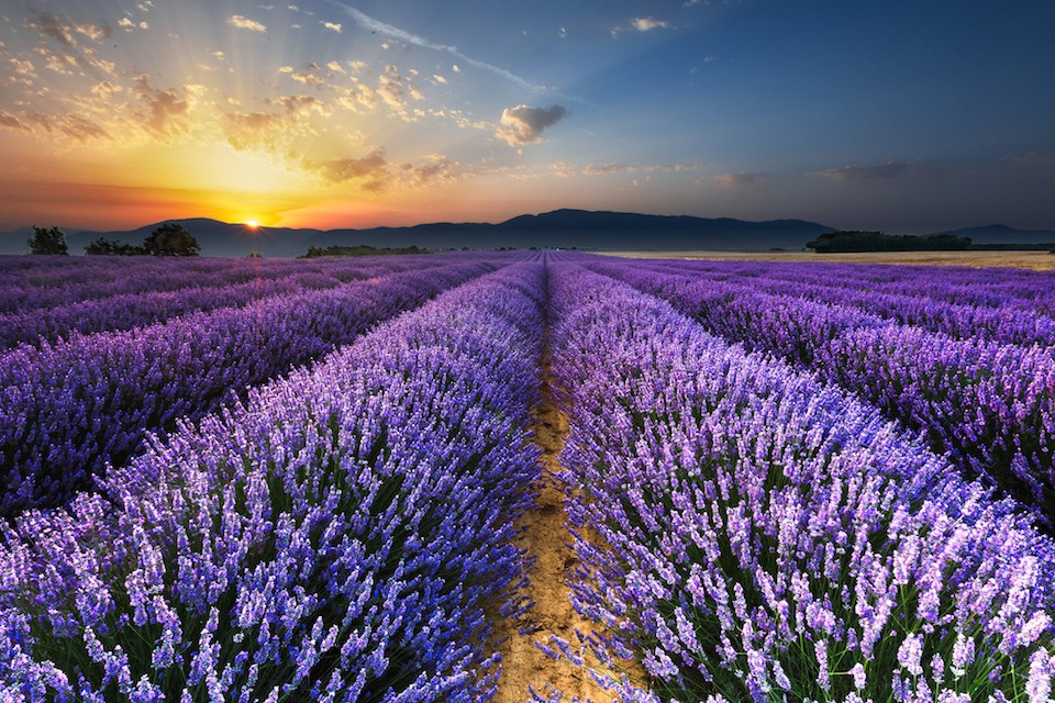 Sự tích ly kỳ đã tạo nên ý nghĩa sâu sắc cho màu hoa Lavender.